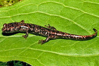 Wandering Salamander