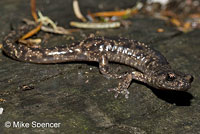 Wandering Salamander