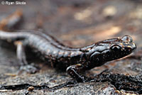 Wandering Salamander