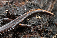 Wandering Salamander