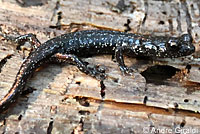 Wandering Salamander