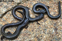 Greenhorn Mountains Slender Salamander comp