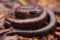 Greenhorn Mountains Slender Salamander comp