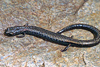 Fairview Slender Salamander