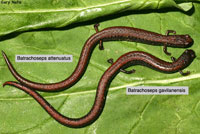 Gabilan Mountains Slender Salamander comparison