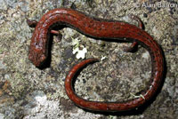 California Slender Salamander