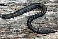 California Slender Salamander