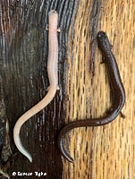 California Slender Salamander