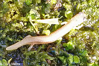 California Slender Salamander