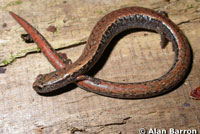 California Slender Salamander