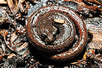 California Slender Salamander