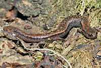 California Slender Salamander