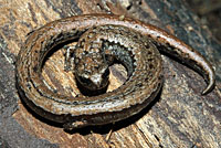 California Slender Salamander