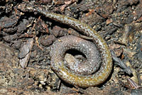 California Slender Salamander