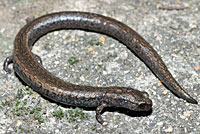 California Slender Salamander