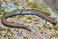 California Slender Salamander