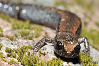 California Slender Salamander