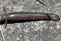 California Slender Salamander