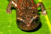 California Slender Salamander