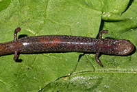 California Slender Salamander