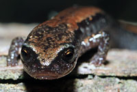 California Slender Salamander