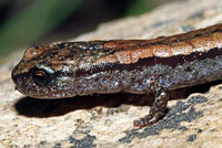 California Slender Salamander