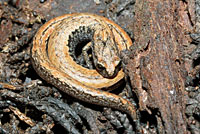 California Slender Salamander