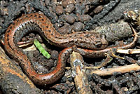 California Slender Salamander