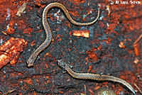 California Slender Salamander