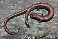 California Slender Salamander