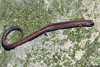 California Slender Salamander