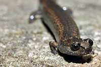 California Slender Salamander