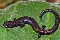 Fairview Slender Salamander