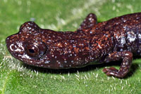 Fairview Slender Salamander