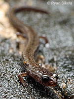 Fairview Slender Salamander