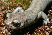 Inyo Mountains Slender Salamander