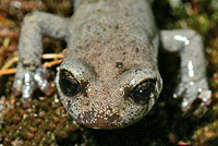 Inyo Mountains Slender Salamander