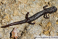 Inyo Mountains Slender Salamander