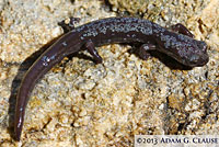 Inyo Mountains Slender Salamander