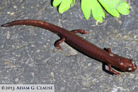 Inyo Mountains Slender Salamander