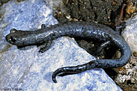 Inyo Mountains Slender Salamander