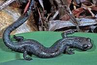 Inyo Mountains Slender Salamander