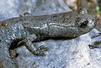 Inyo Mountains Slender Salamander