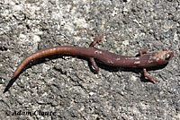 Inyo Mountains Slender Salamander