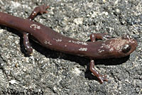 Inyo Mountains Slender Salamander