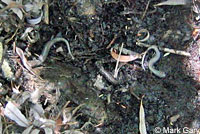 Inyo Mountains Slender Salamander