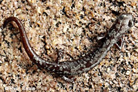 Inyo Mountains Slender Salamander