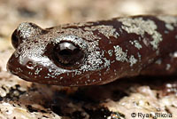 Inyo Mountains Slender Salamander