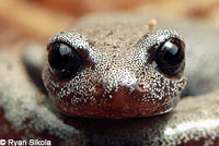 Inyo Mountains Slender Salamander