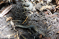 Inyo Mountains Slender Salamander